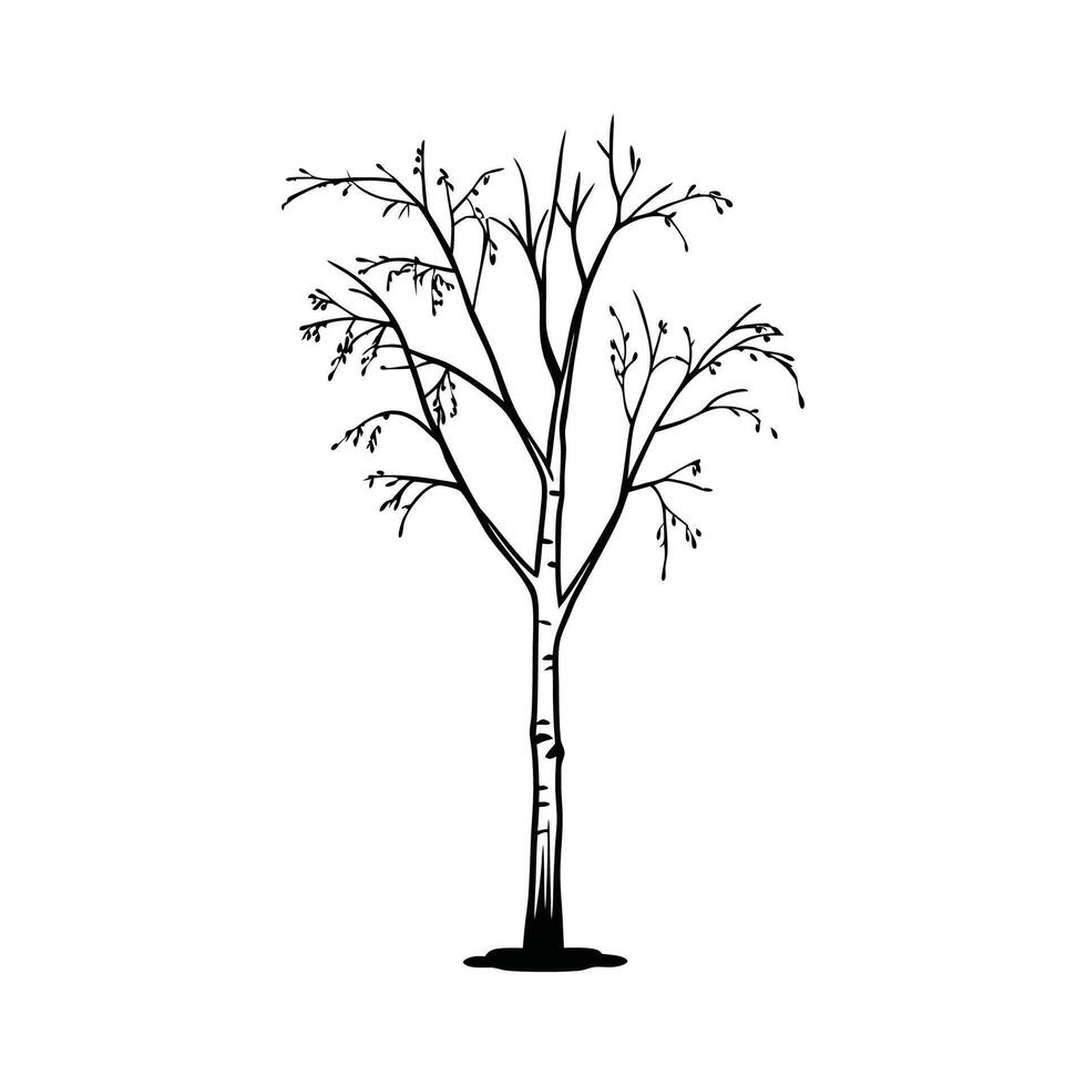 Stylized Silver Birch Tree Illustration vector