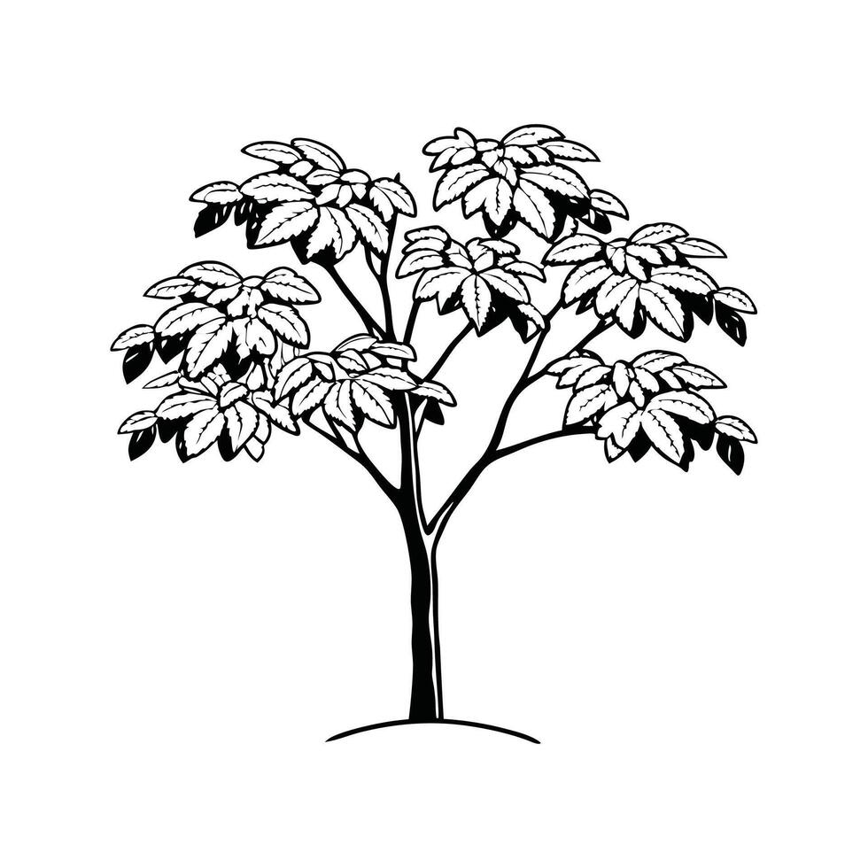 Stylized Spanish Chestnut Tree Design vector