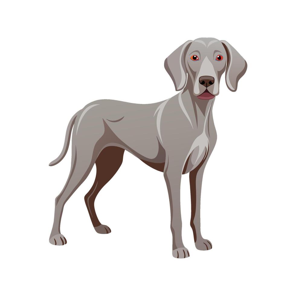 Engaging Weimaraner Illustration for Creative Projects vector