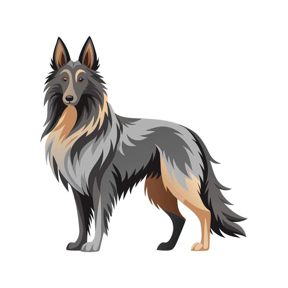 Distinct Belgian Sheepdog Illustration vector