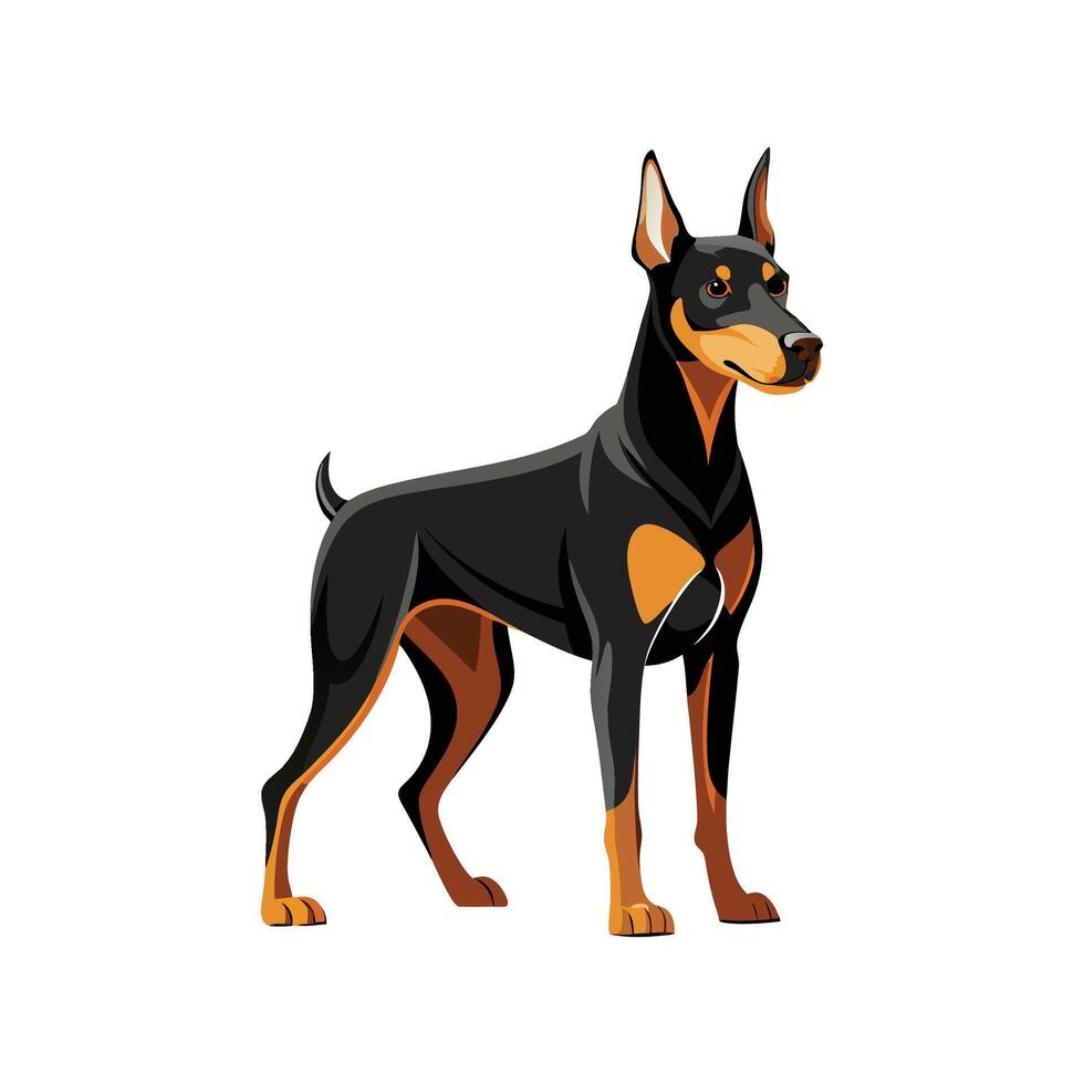 Elegant Doberman Pinscher in Motion vector