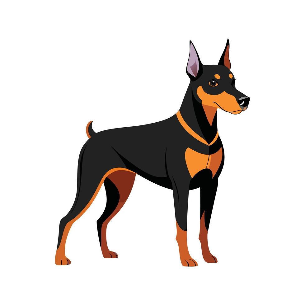 Loyal German Pinscher at Play vector