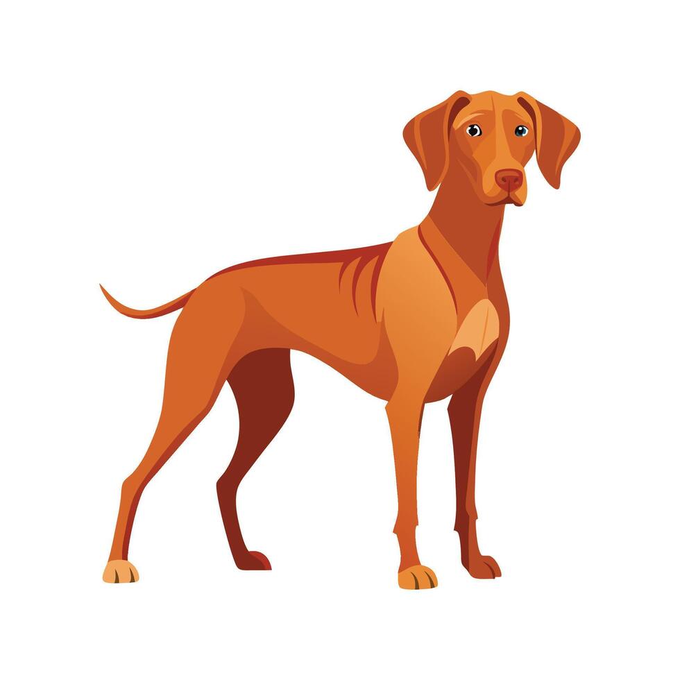 Loyal Hungarian Vizsla in Play vector