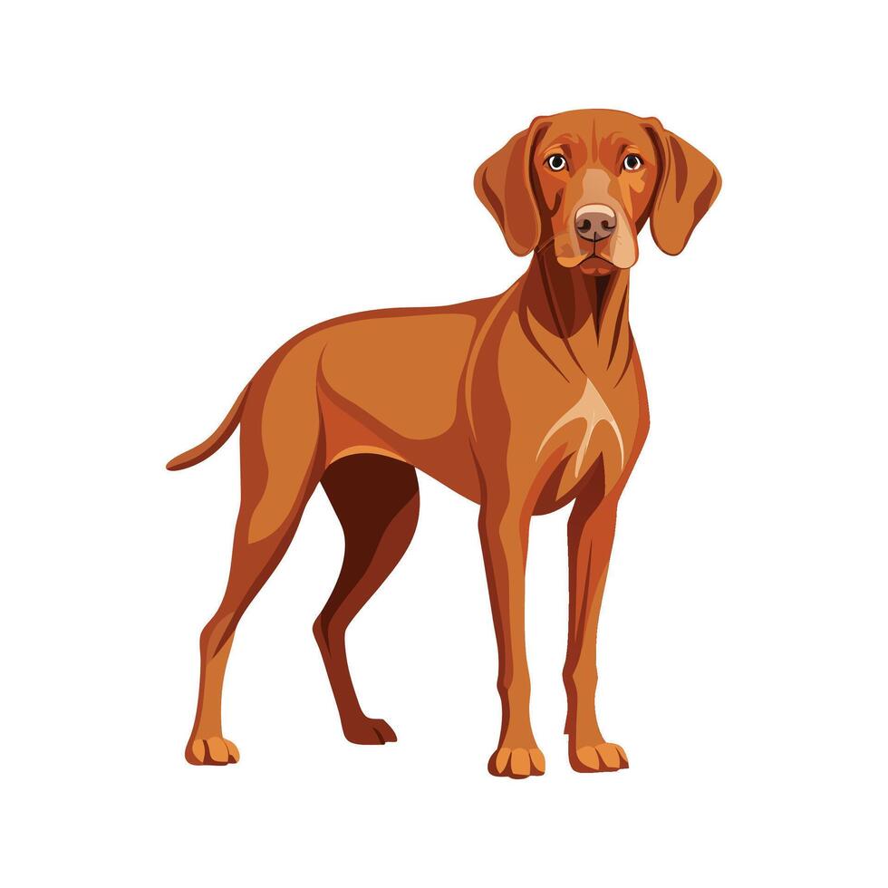 Playful Hungarian Vizsla in its Element vector
