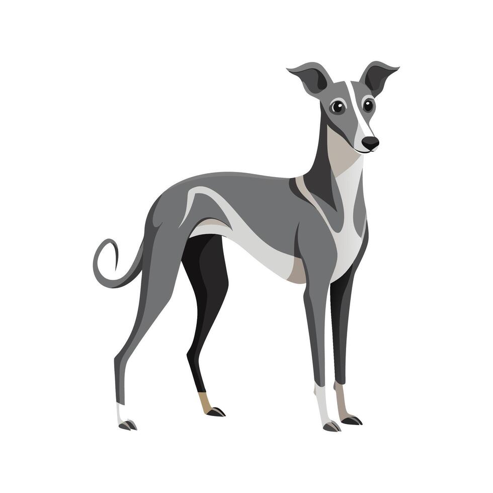 Majestic Italian Greyhound in Action vector
