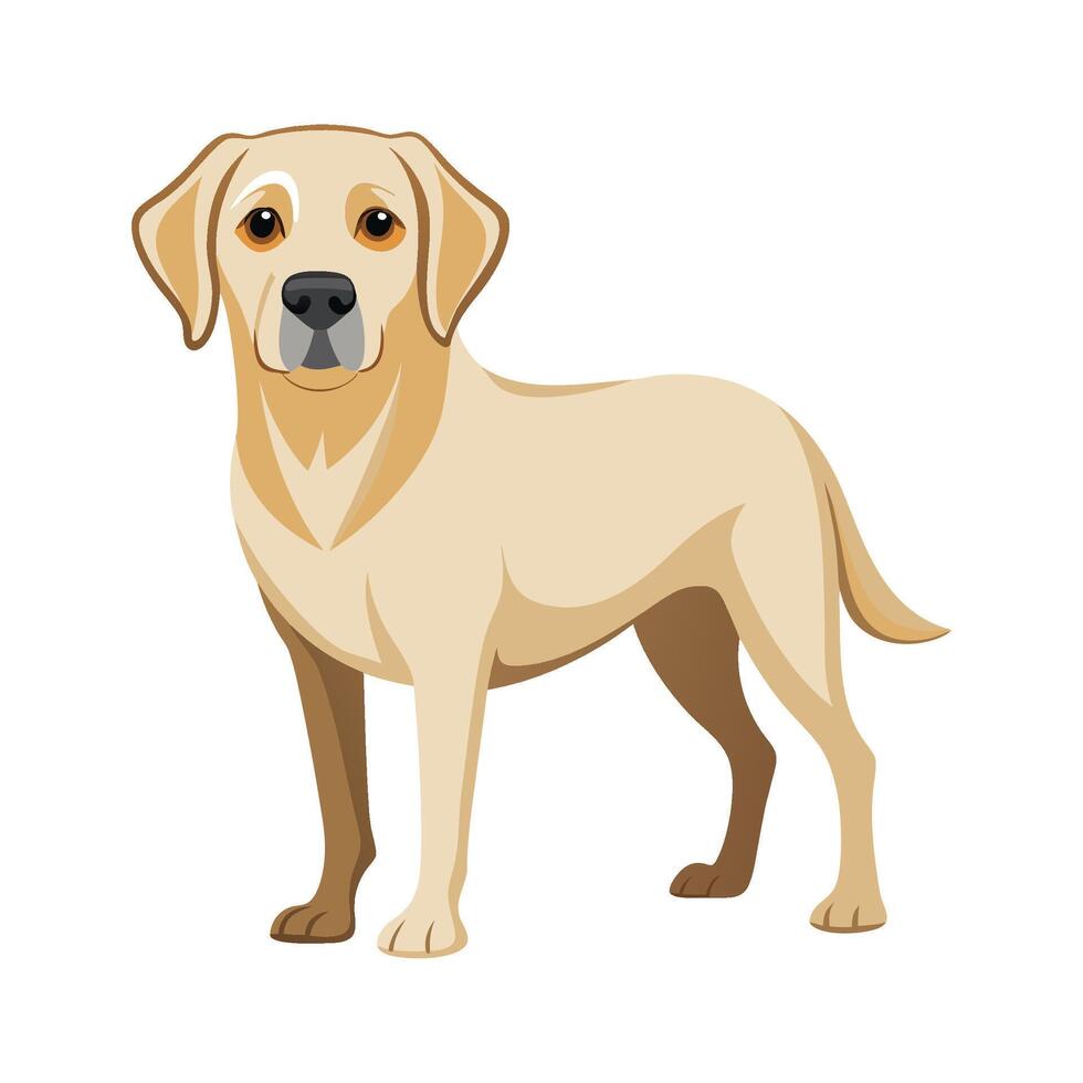 Creative Labrador Retriever Illustration for Design vector