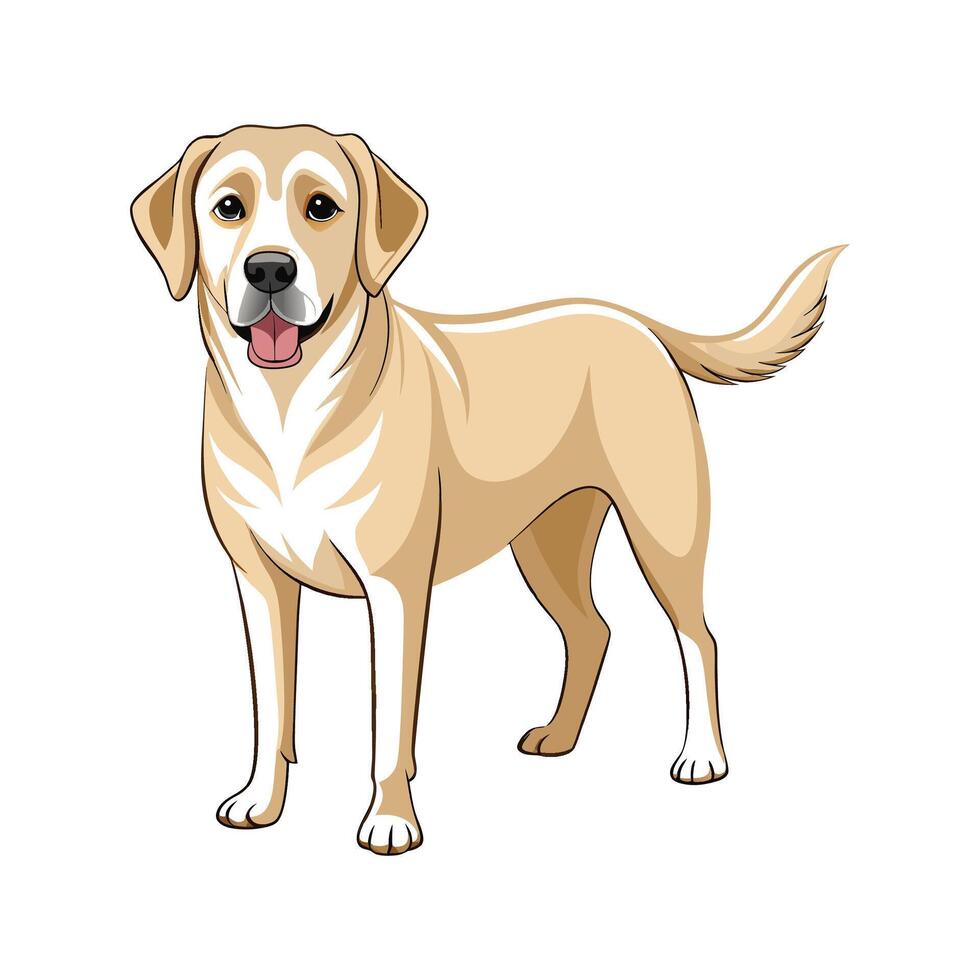 Lively Labrador Retriever for Artistic Projects vector