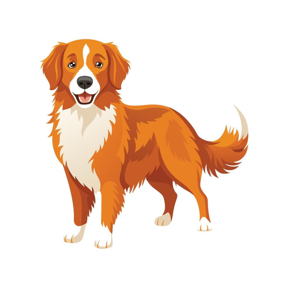 Stylized Nova Scotia Duck Tolling Retriever vector