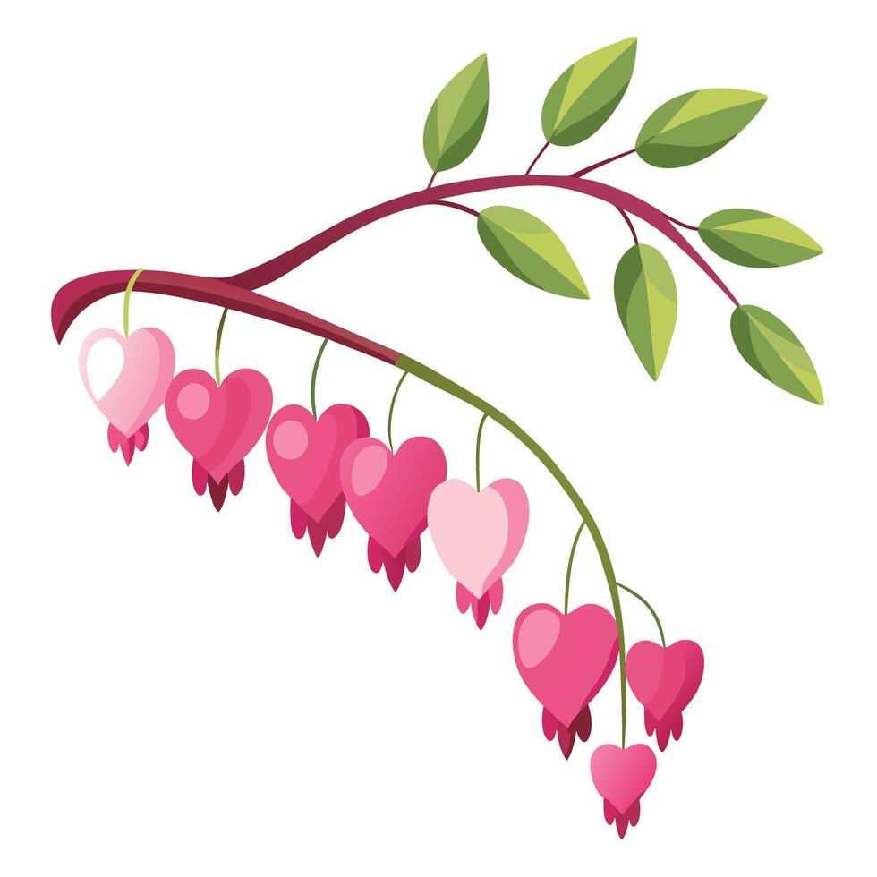 Romantic Bleeding Heart Flowers with Cascading Petals and Flower Concept vector