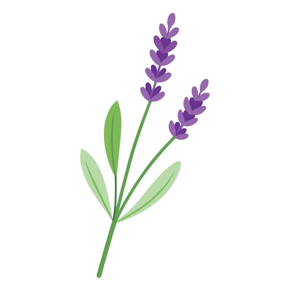 Fresh Lavender Sprig with Tiny Purple Blossoms and Flower Concept vector