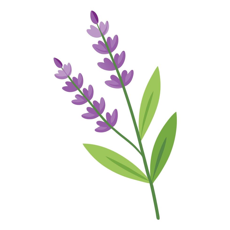 Elegant Fresh Lavender Sprig with Tiny Purple Blossoms and Flower Concept vector