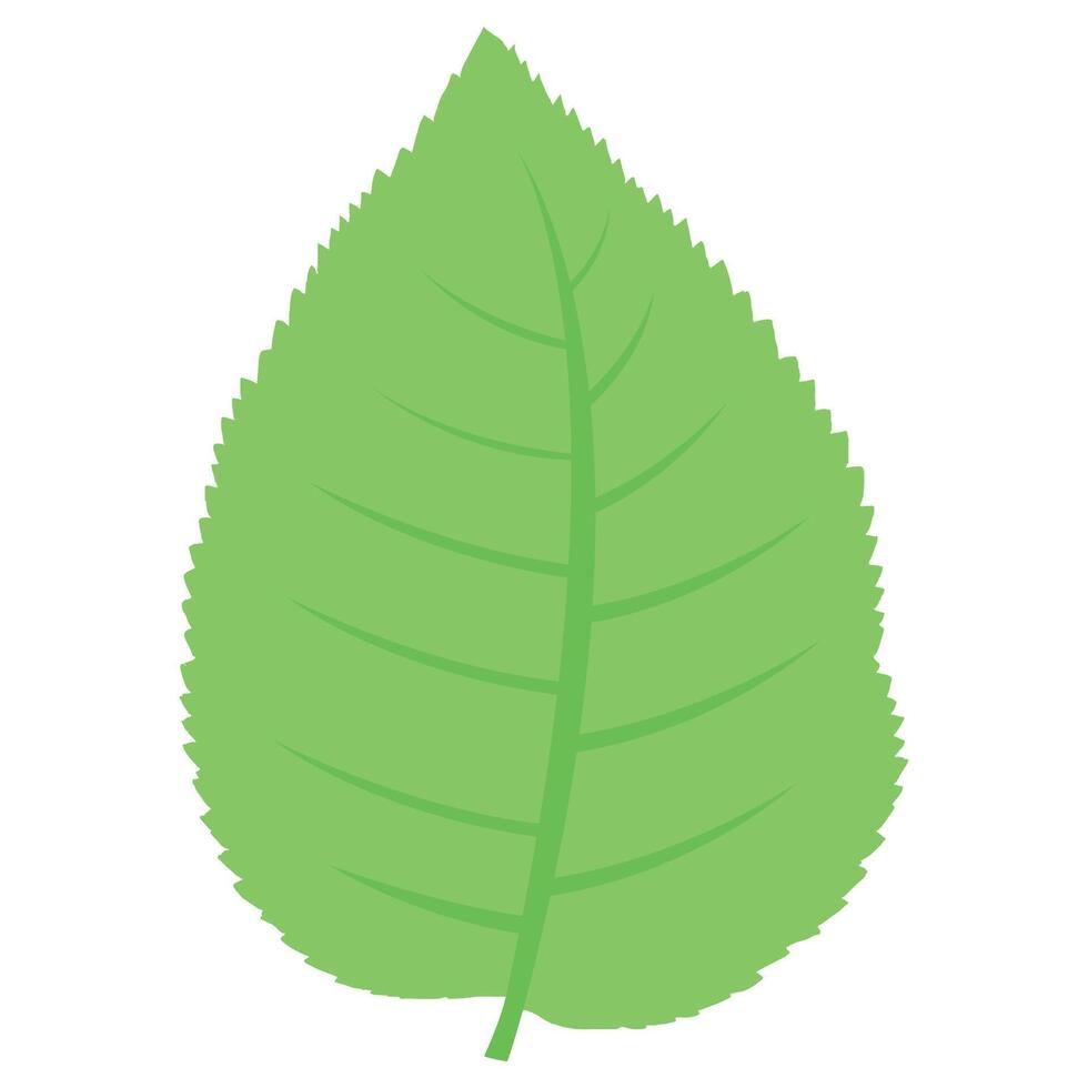 A green leaf on a white background vector