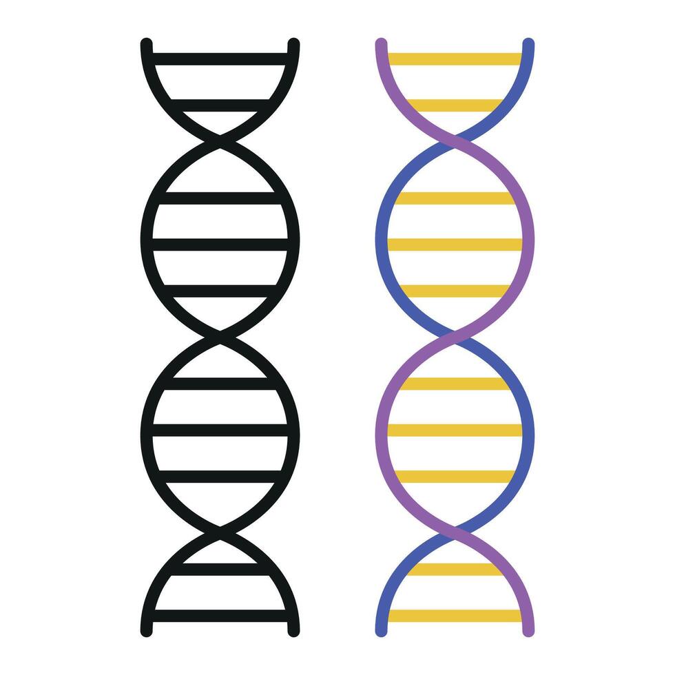 Two dna strands are shown in different colors vector