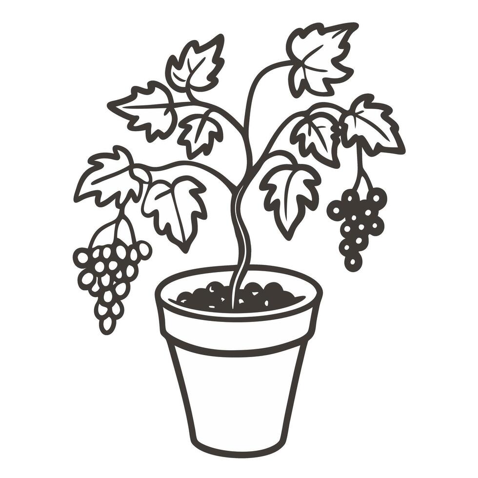 Line Art Illustration of Potted Grapevine with Clusters of Grapes vector