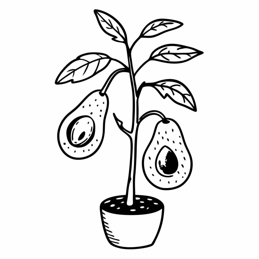 Avocado Plant Illustration with Potted Tree and Fruit vector