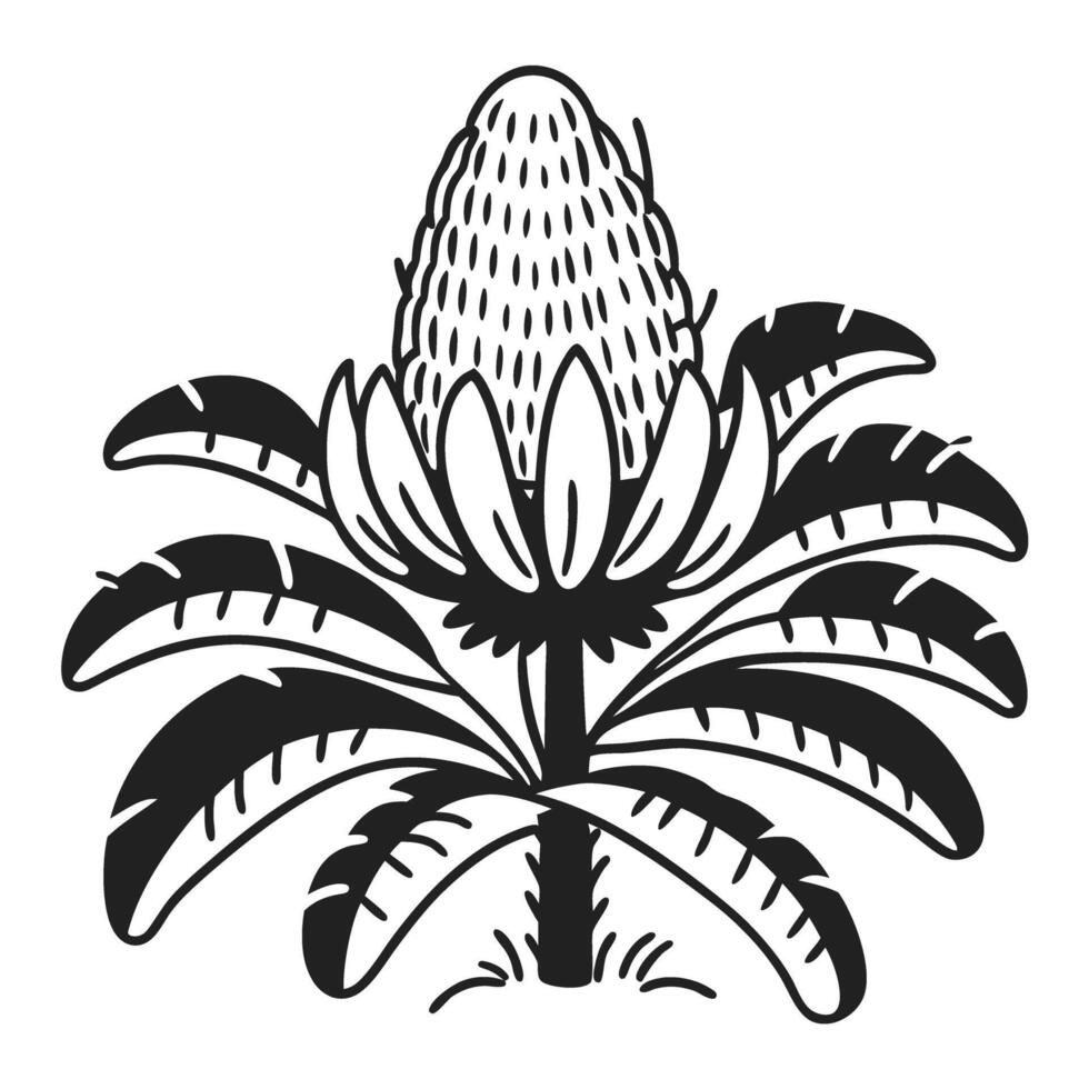 Stylized banana plant illustration with fruit and leaves in black and white vector