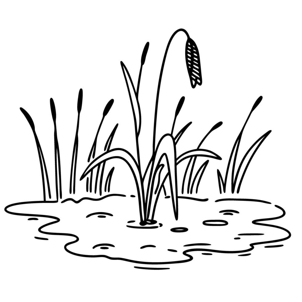 Cattail plants in marshland wetland vegetation, aquatic habitat illustration vector