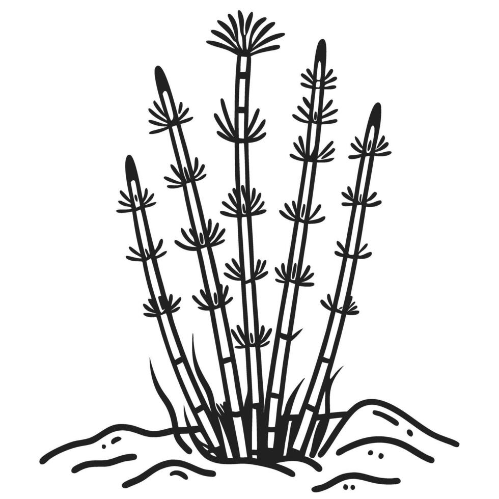 Horsetail plant illustration botanical black and white engraving, natural history art for education vector