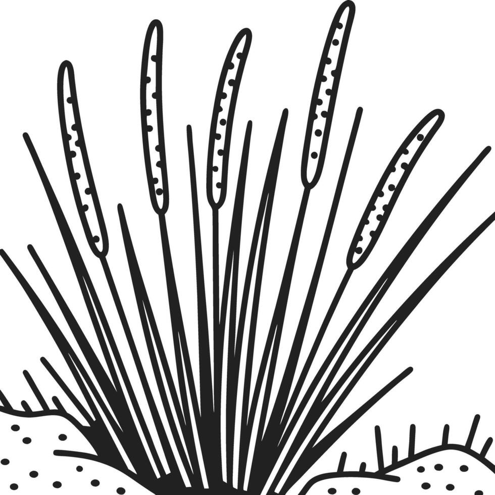 Black and white illustration of cattails, nature plant with long reeds and leaves in marsh environment vector