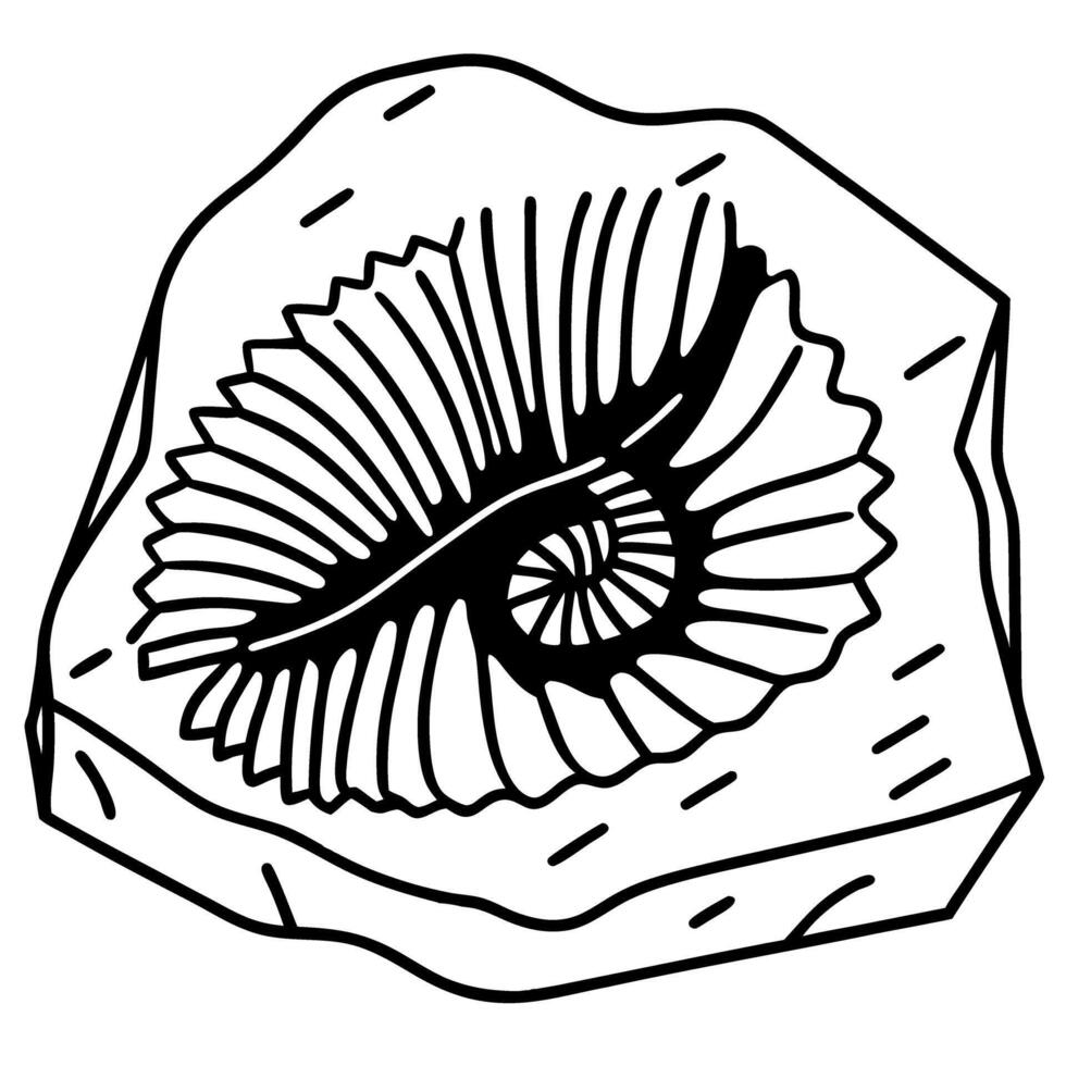 Geometric nautilus fossil illustration on stone background vector