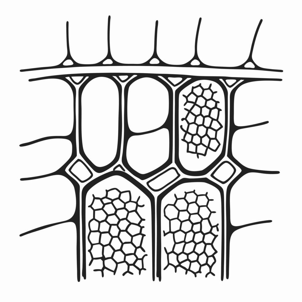 detailed plant cell structure diagram microscopic anatomy showing chloroplasts, cell wall, nucleus, and organelles in botanical illustration vector
