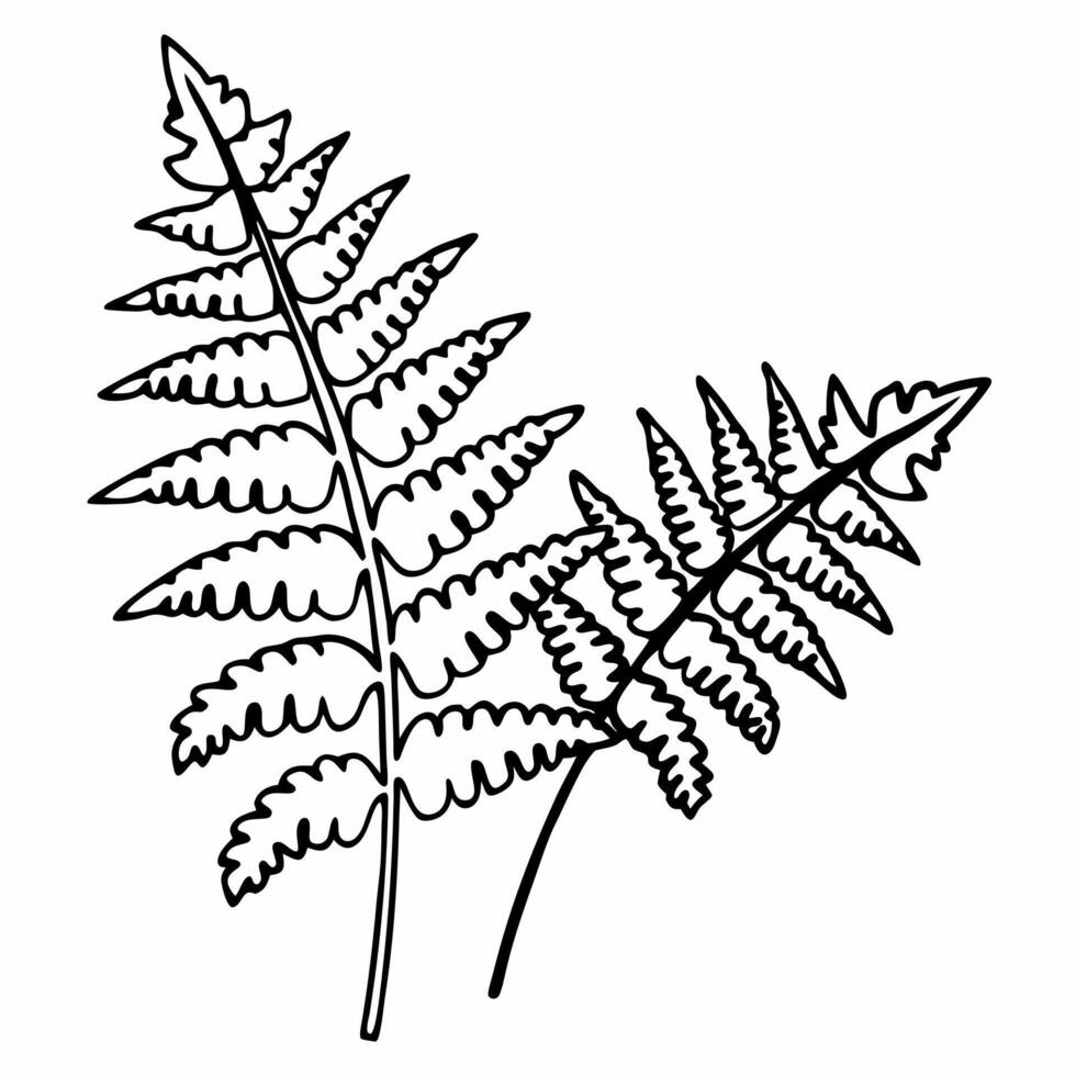 Two fern leaves line art illustration on white background vector