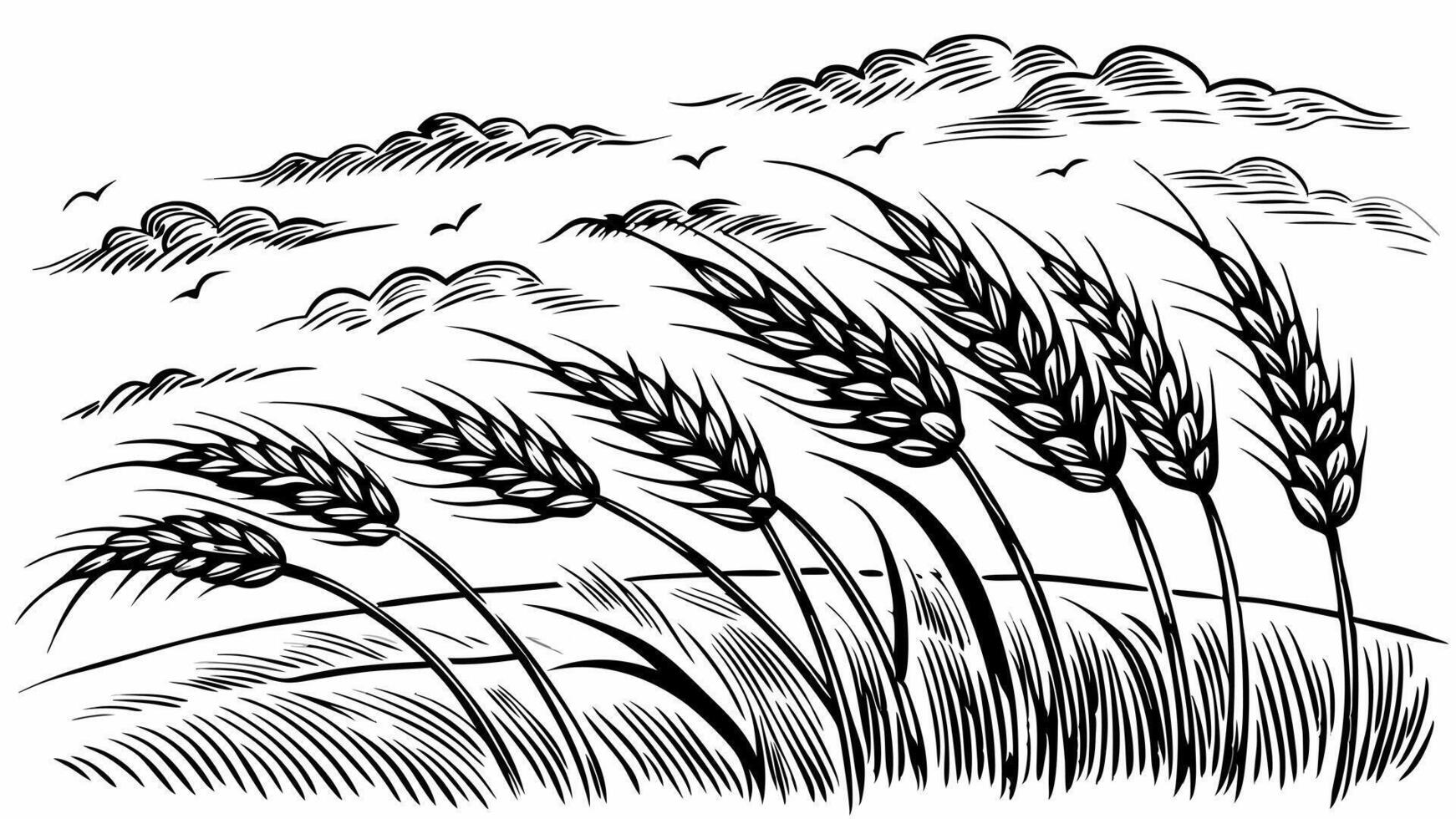 Vintage Black and White Wheat Field Illustration with Wind Swept Clouds vector