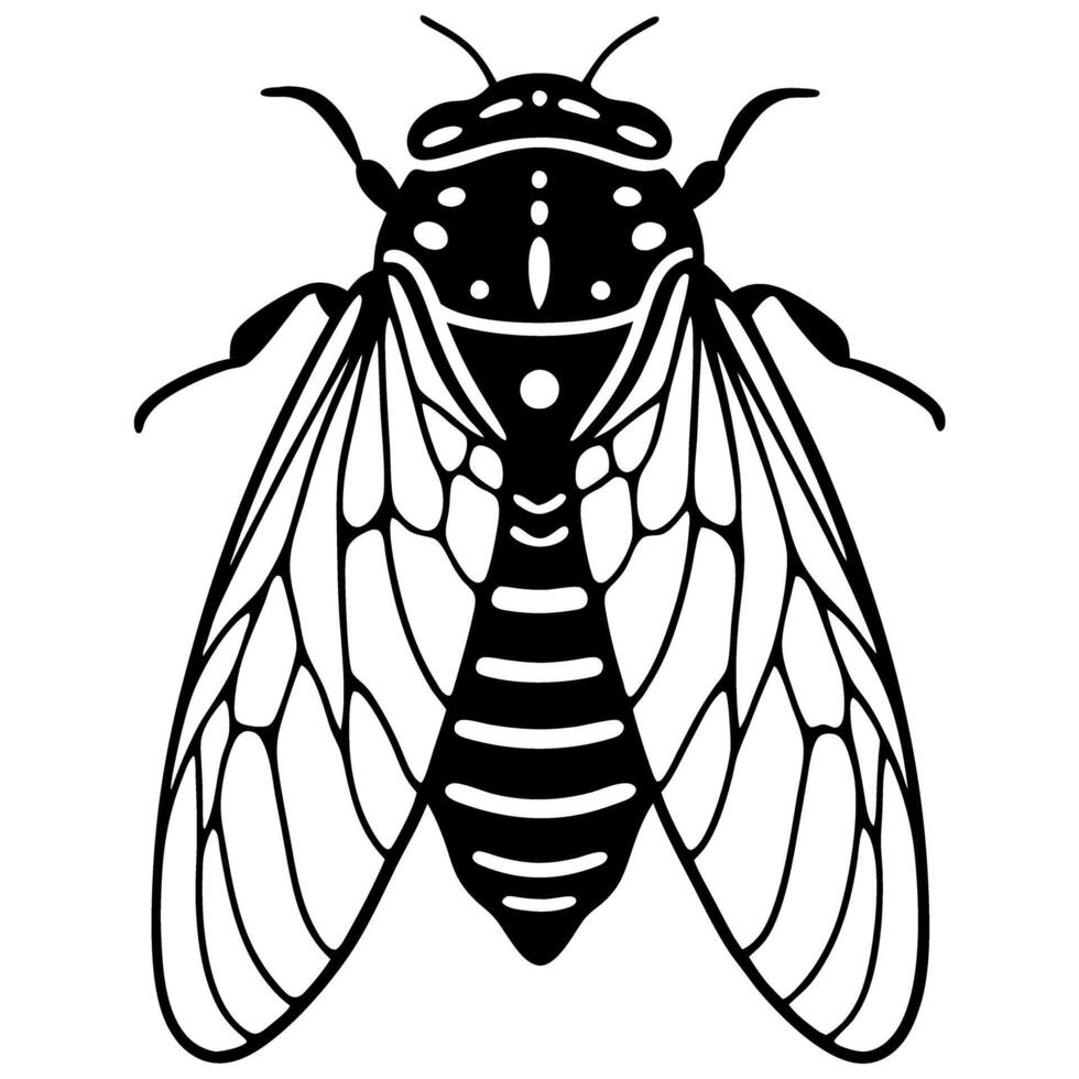 intricate cicada illustration displaying detailed wing patterns in black and white design vector