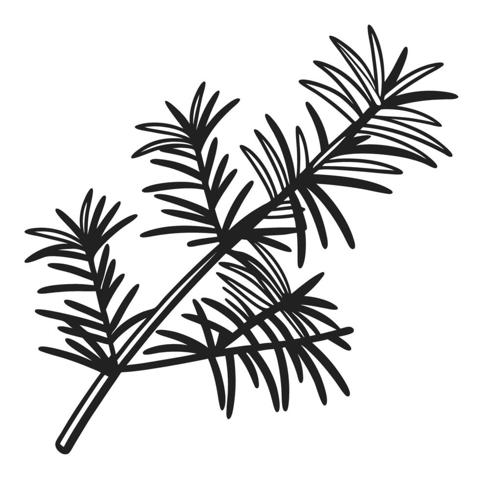 Black and white pine branch illustration minimalist nature detail, evergreen needle design vector