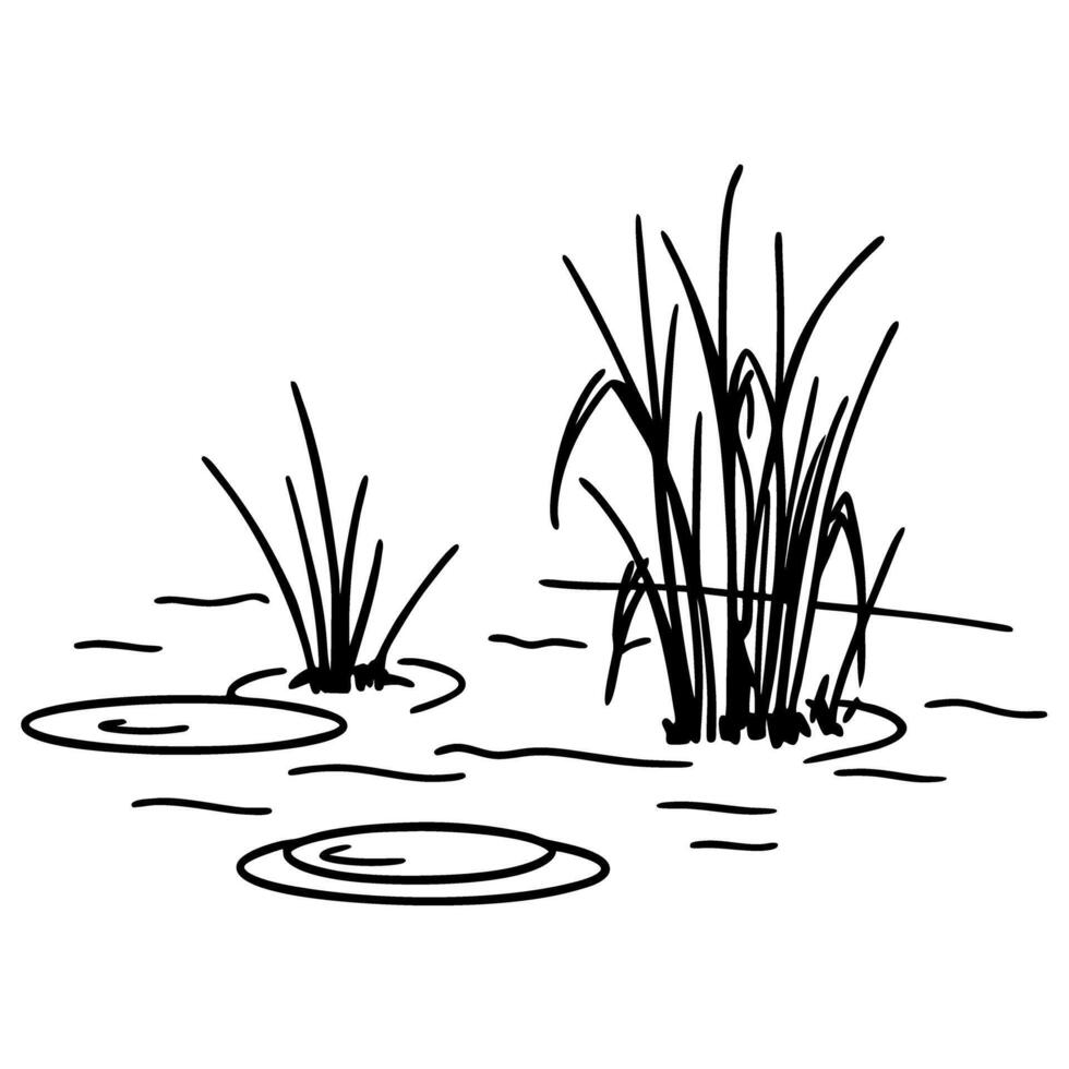Hand drawn pond scene with water lilies and reedsserene natural landscape illustration vector