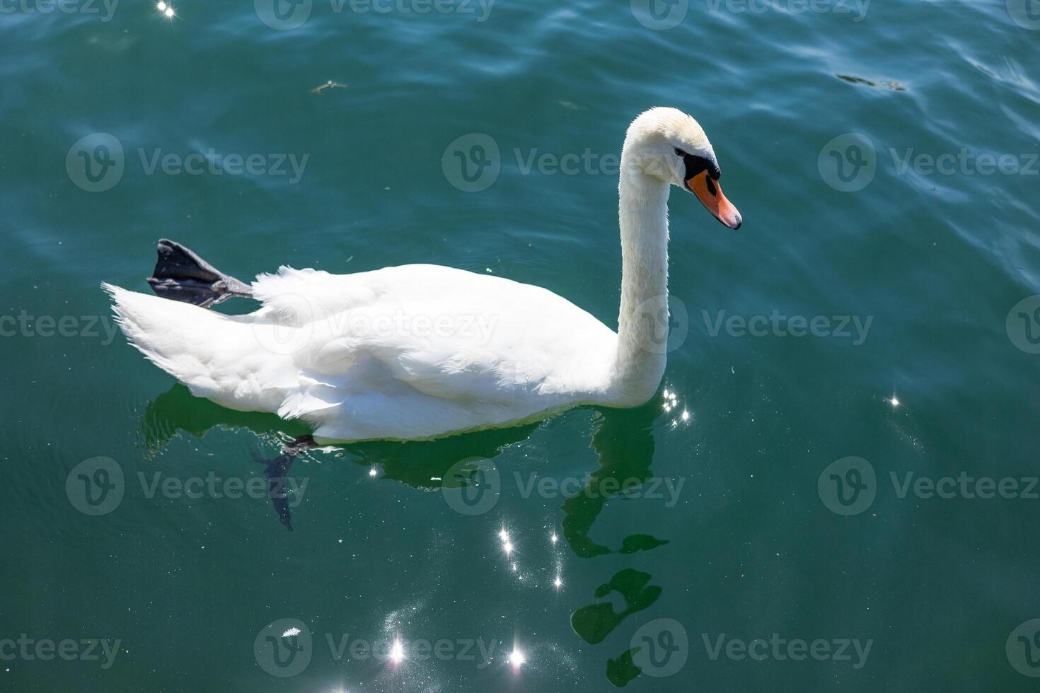 A white swan with a red beak swims in blue water. photo