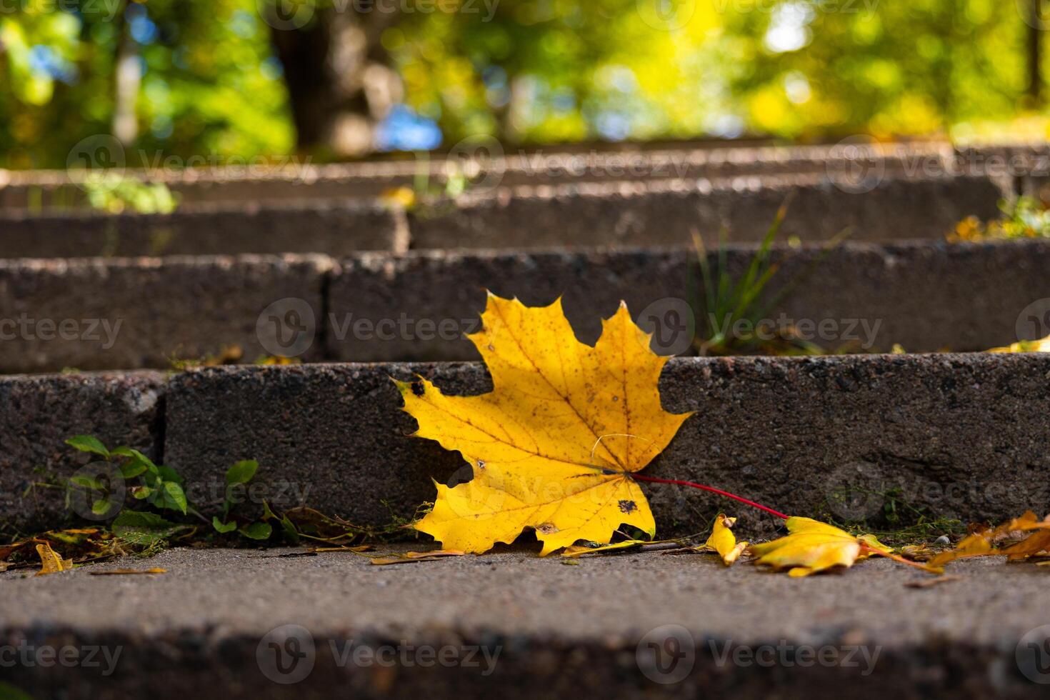 Close-up of a single yellow maple leaf lying on stone steps covered with fallen autumn leaves. Seasonal change and autumn nature concept photo
