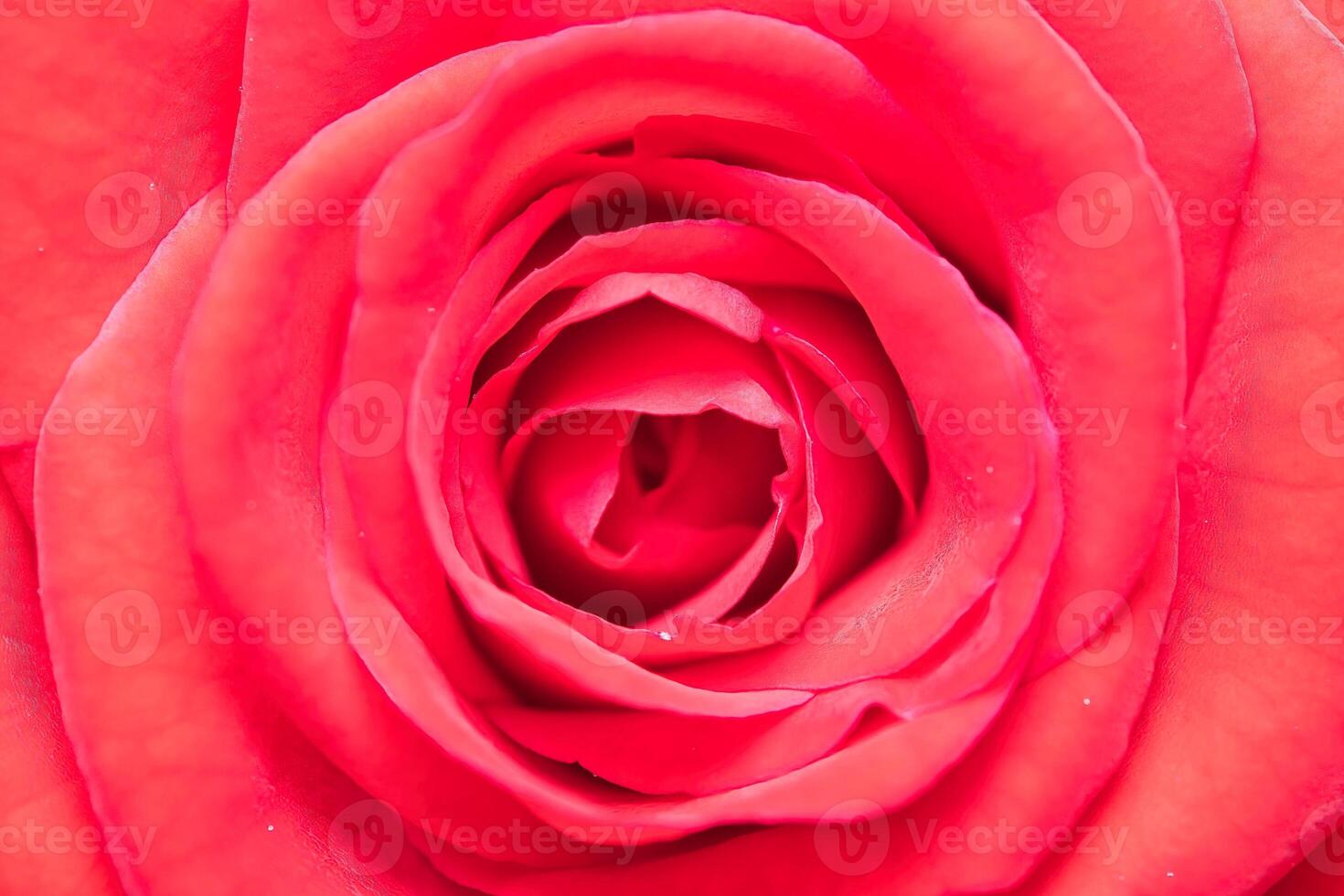 Macro photography of red rose flower petals photo