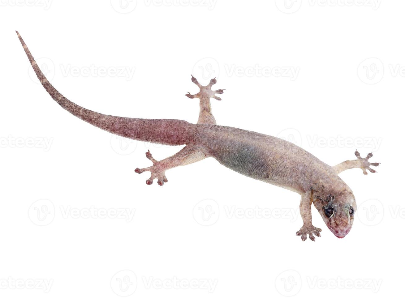 House lizard gekco photo