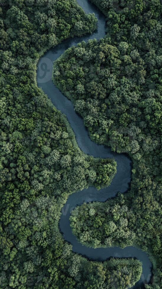 An aerial view of a river in the middle of a forest photo