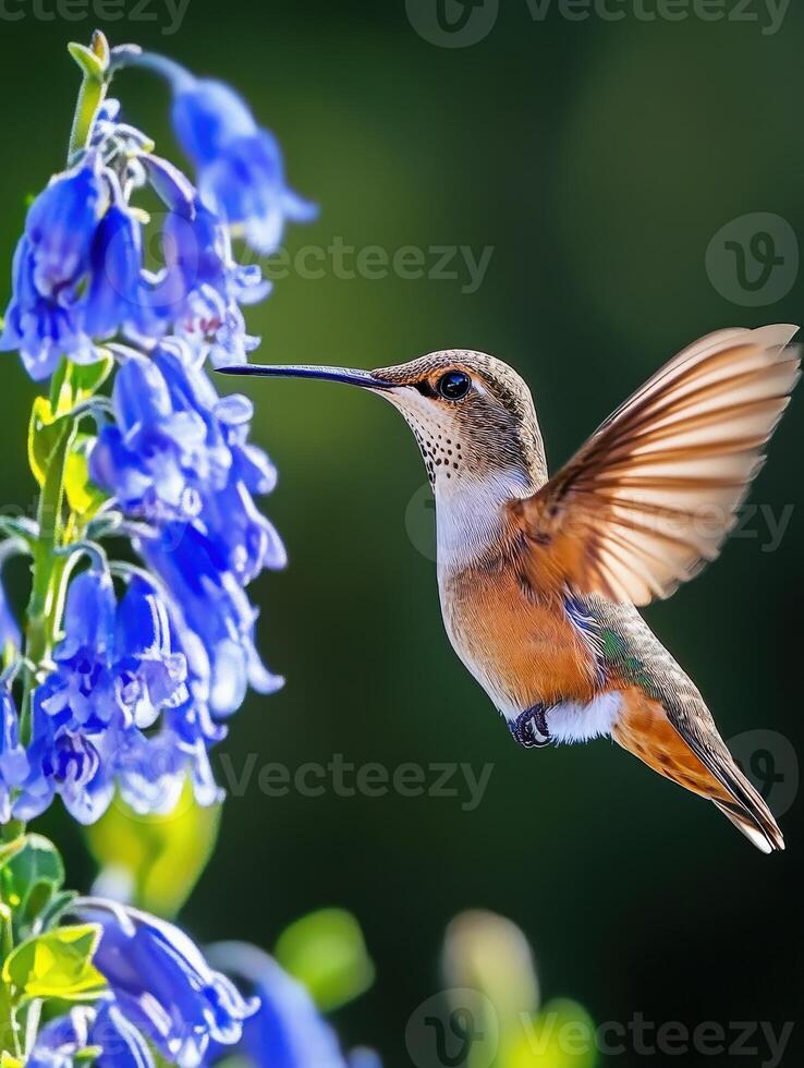 Hummingbird feeding on blue flowers in a vibrant garden during sunny daylight hours photo