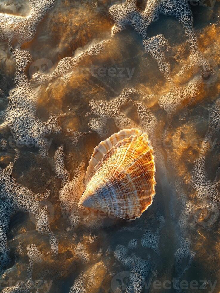 A shell is sitting on the beach in the ocean photo