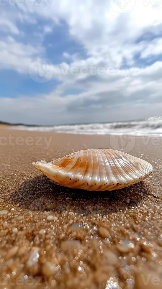 A shell on the beach with a blue sky photo
