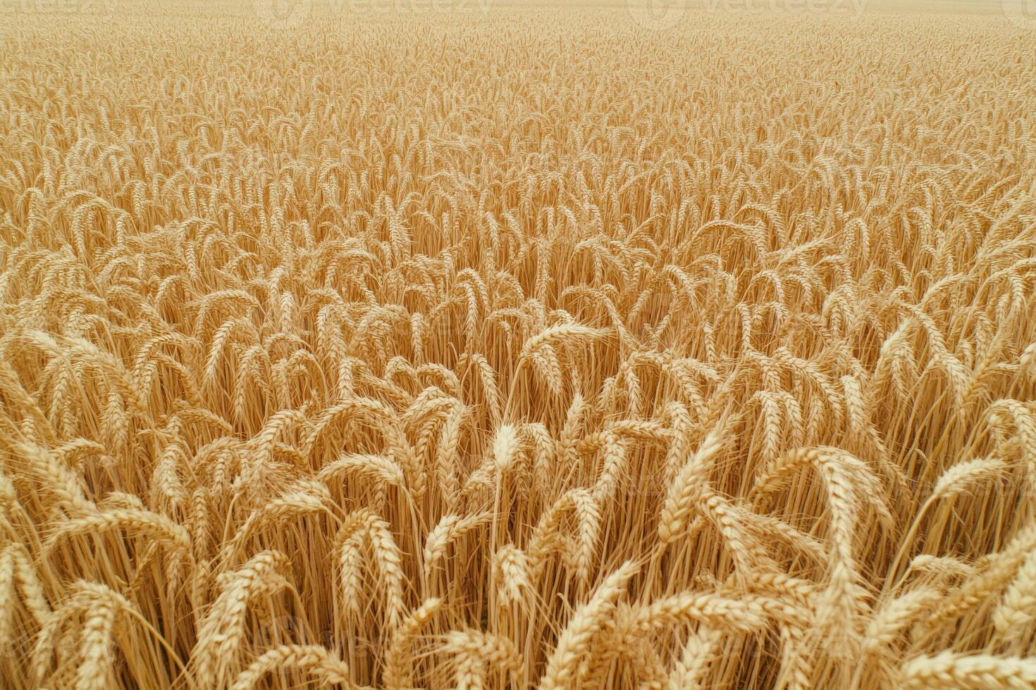 Golden wheat field stretching across the horizon during a clear summer day photo
