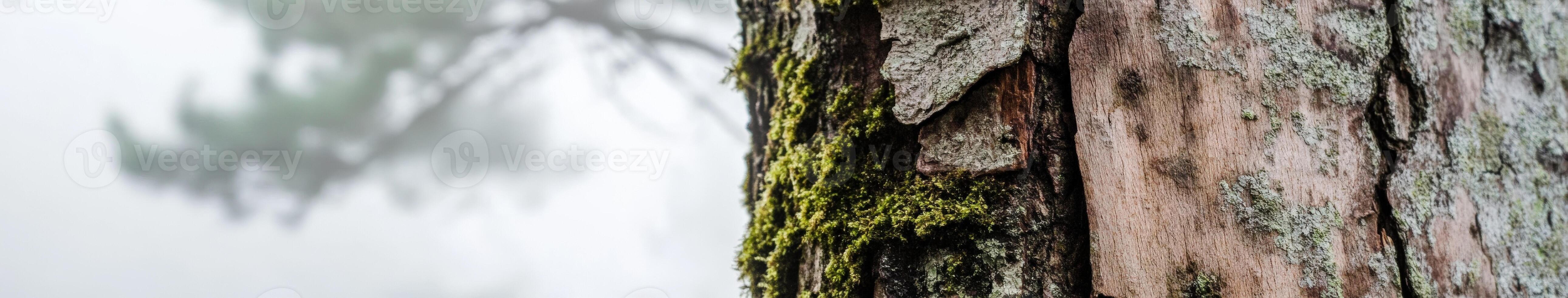A close up of a tree trunk with moss growing on it photo