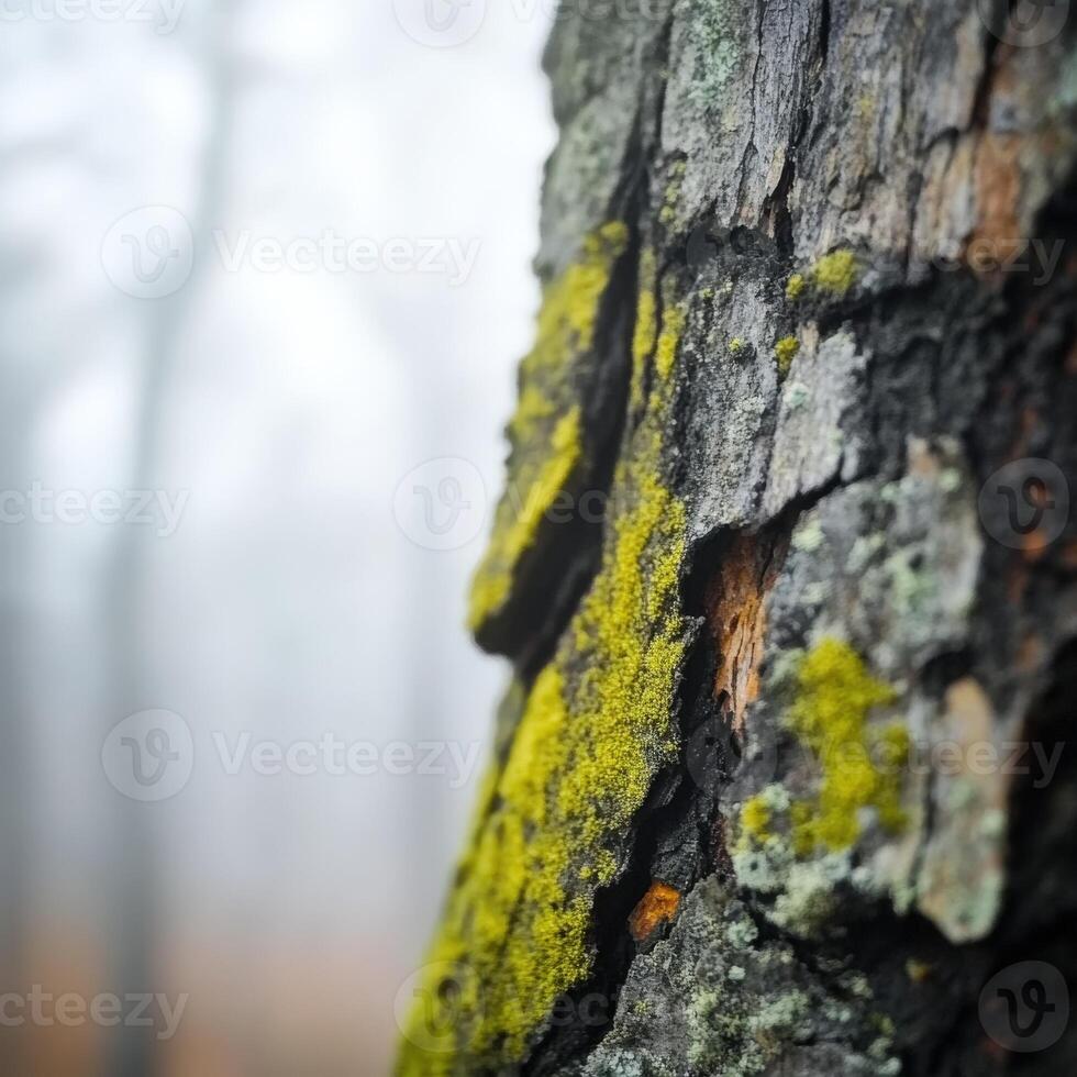 A close up of moss on a tree trunk photo