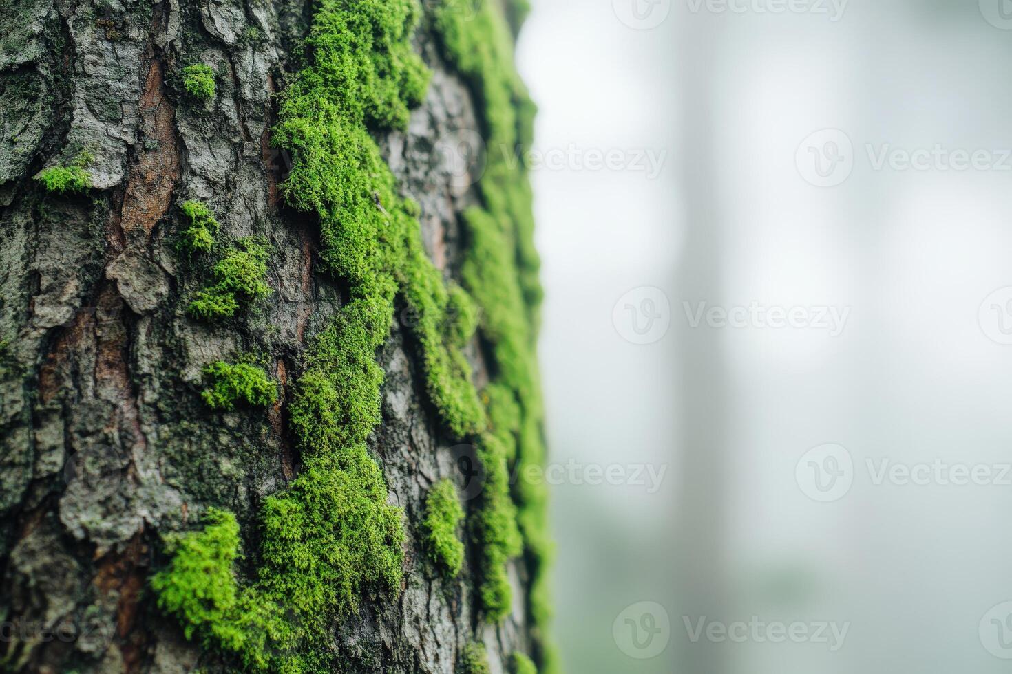 A close up of moss growing on a tree trunk photo