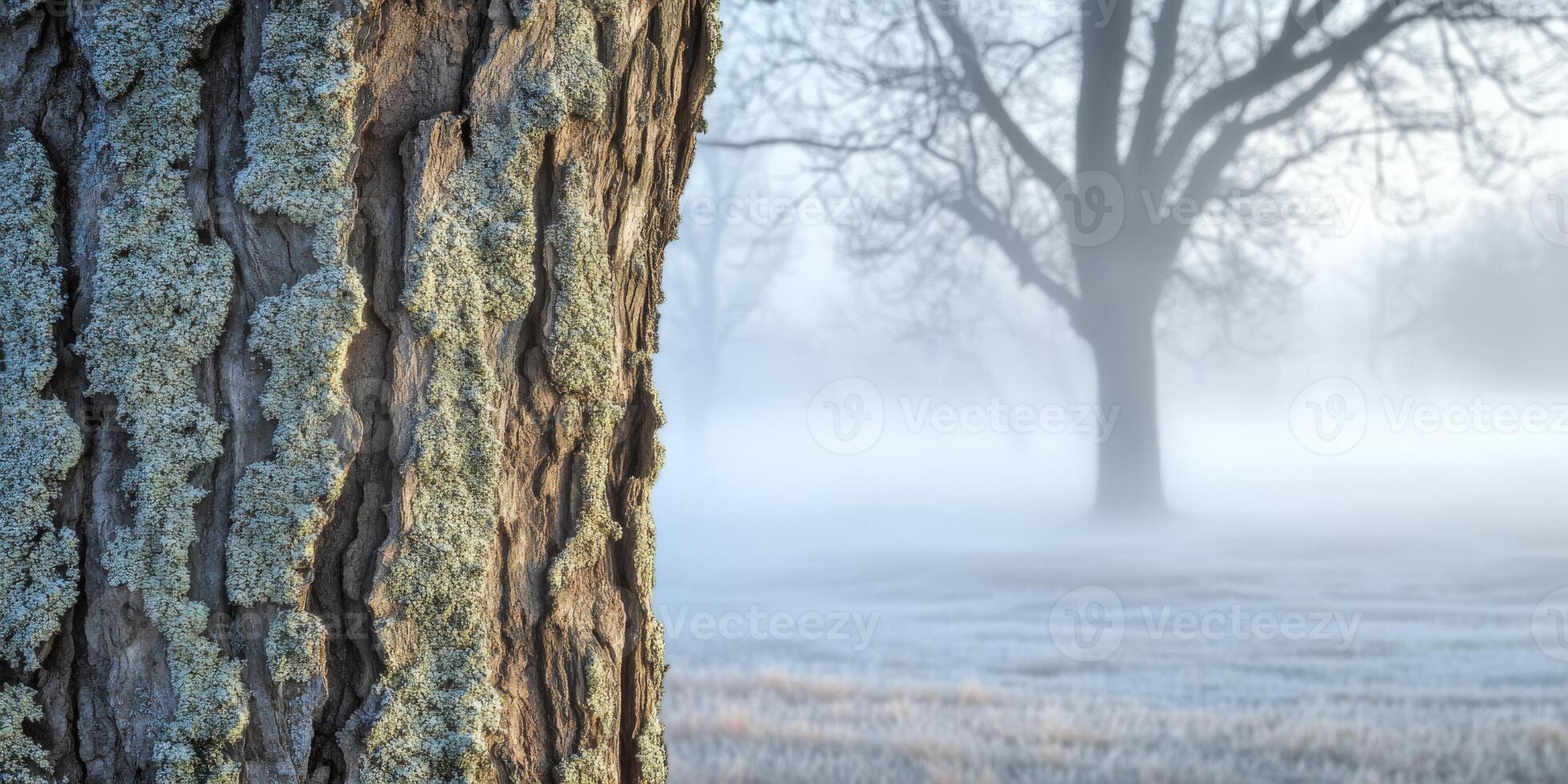 Frosty tree trunk in the morning photo