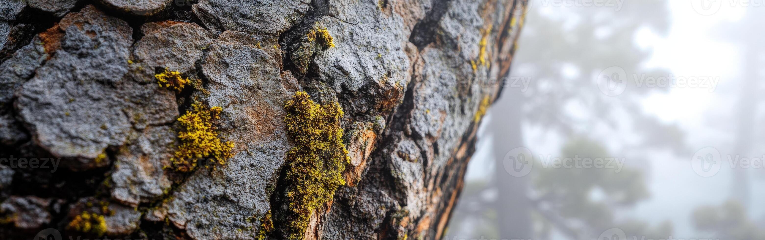 Close up view of textured tree trunk photo