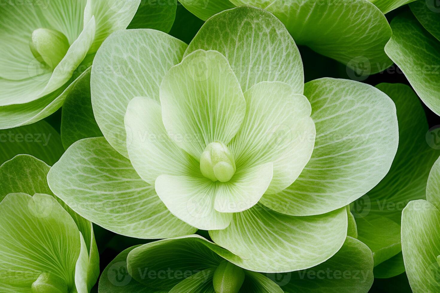 Delicate light green hydrangea flowers creating beautiful pattern photo