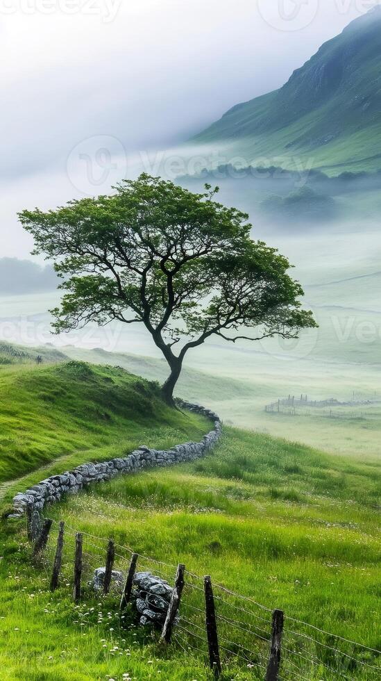 Lonely tree growing on a green hill in a foggy valley photo