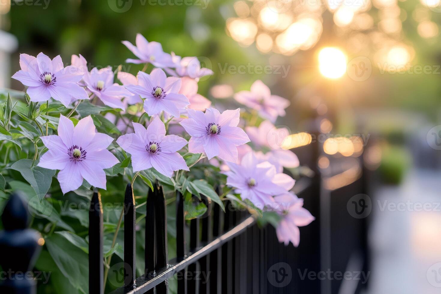 Purple clematis flowers climbing a black, wrought iron fence at sunset photo