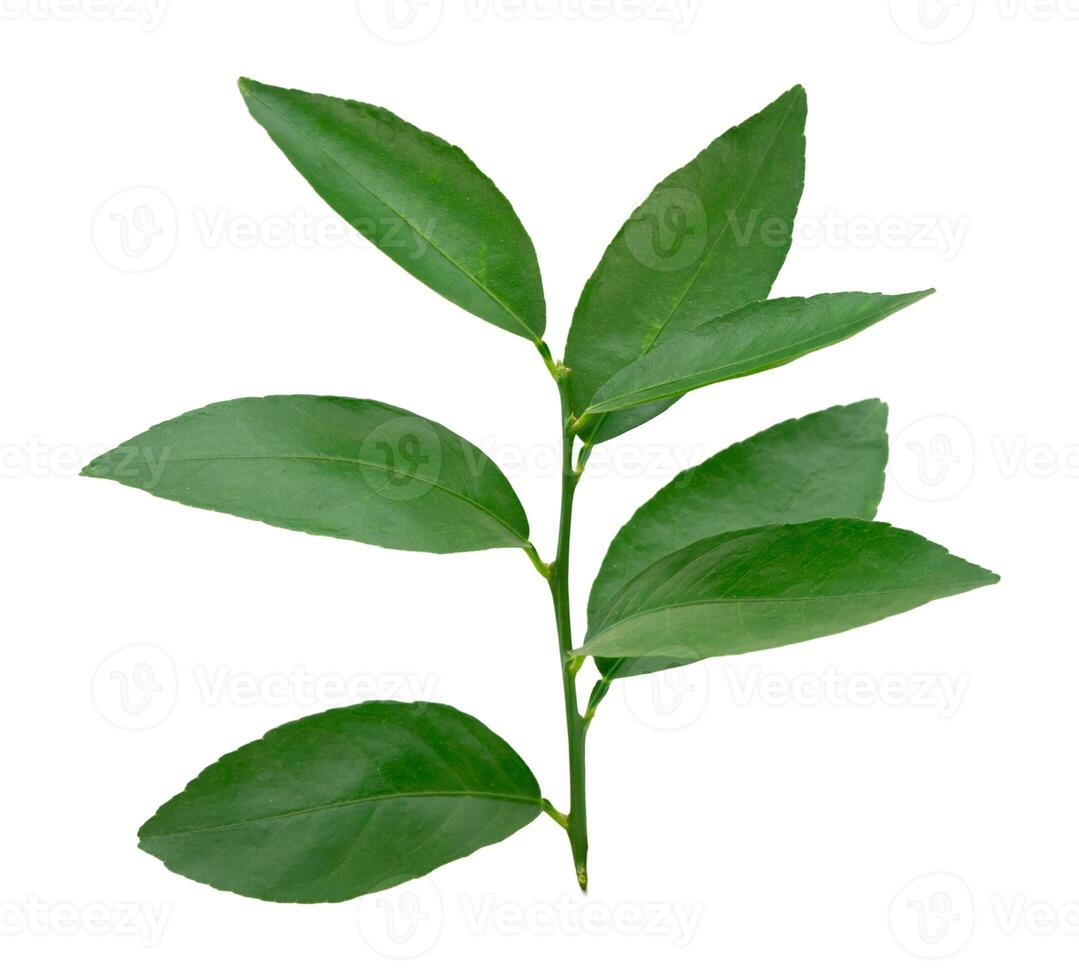 Fresh green leaves plant branch natural isolated on white background. photo