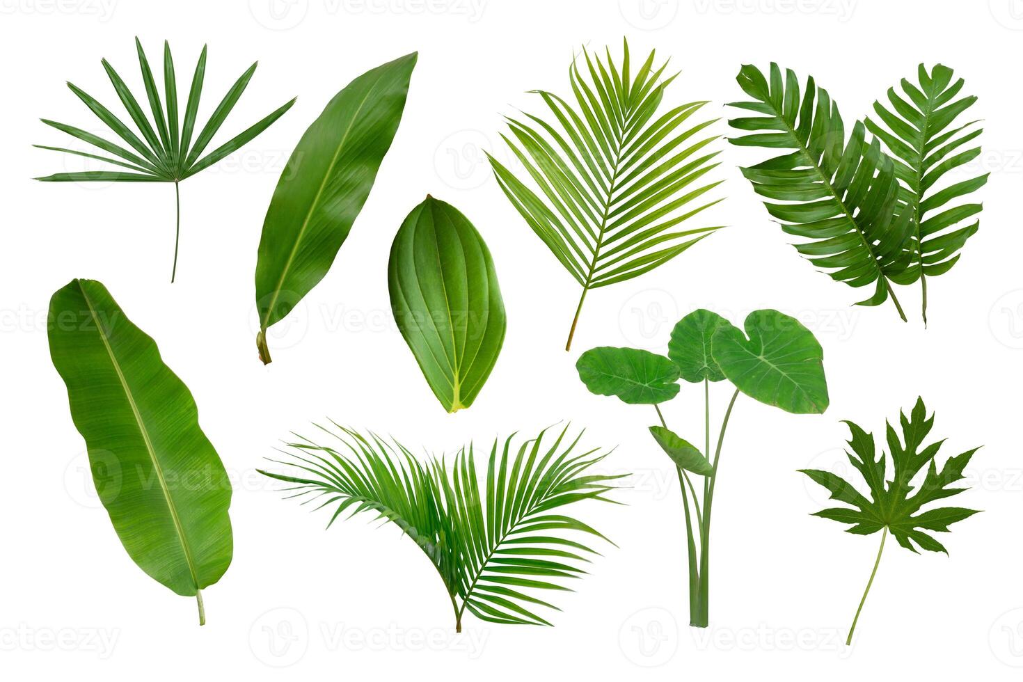 Banana, palm and momstera green leaf tropical plant isolated on white photo