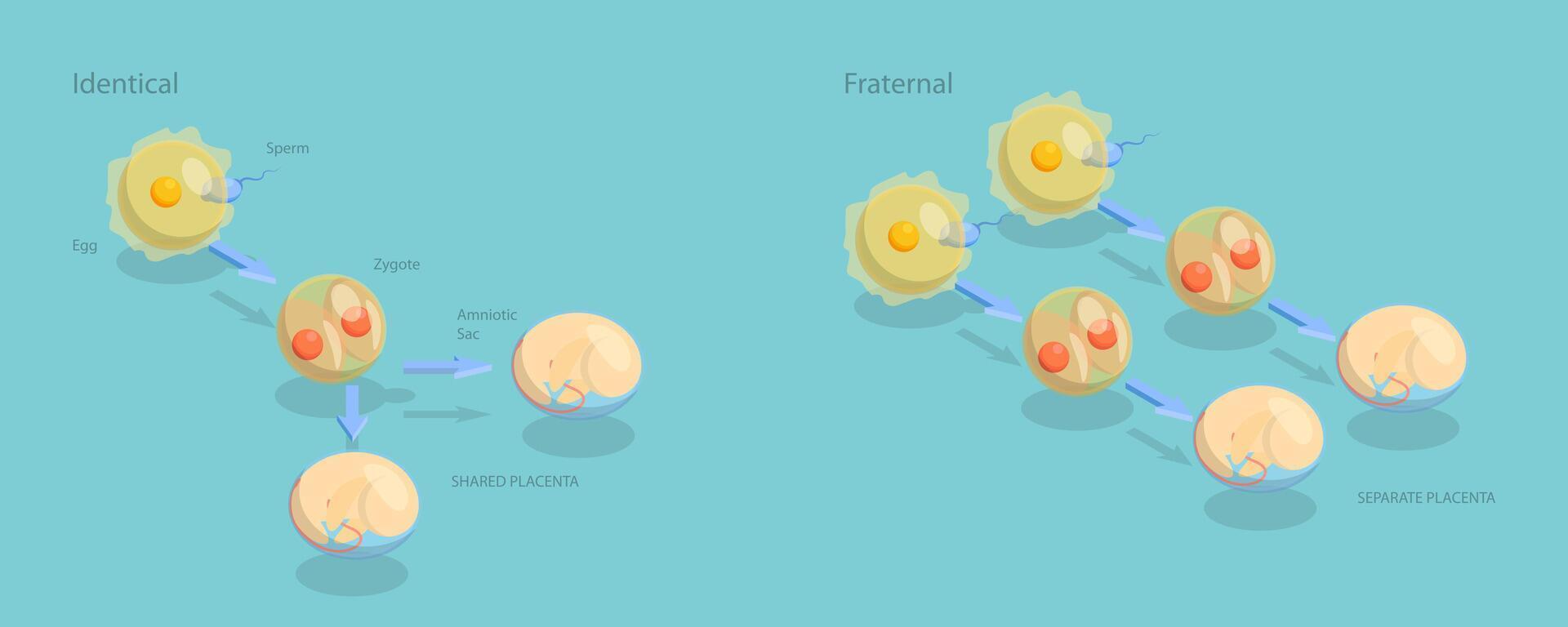 3D Isometric Flat Conceptual Illustration of Monozygotic And Dizygotic Twins, Educational Diagram vector